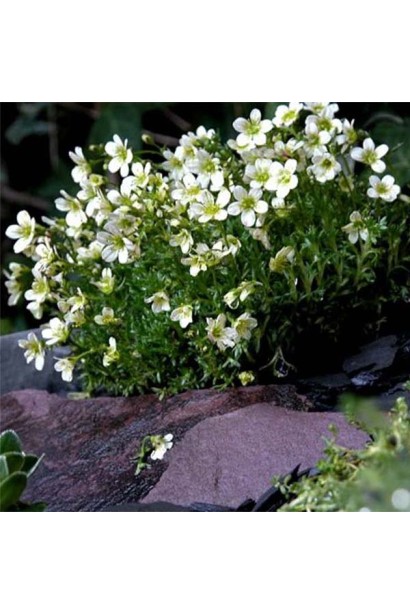 Камнеломка Айс Корал Перл Уайт почвопокровный многолетник